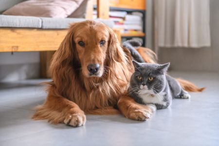 British short hair cat and golden retriever